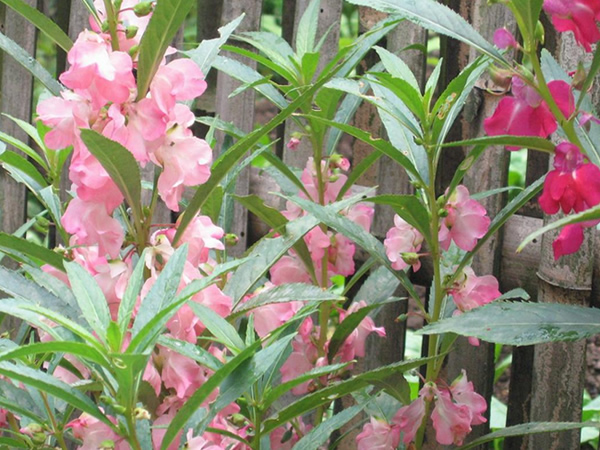時(shí)花2.jpg
