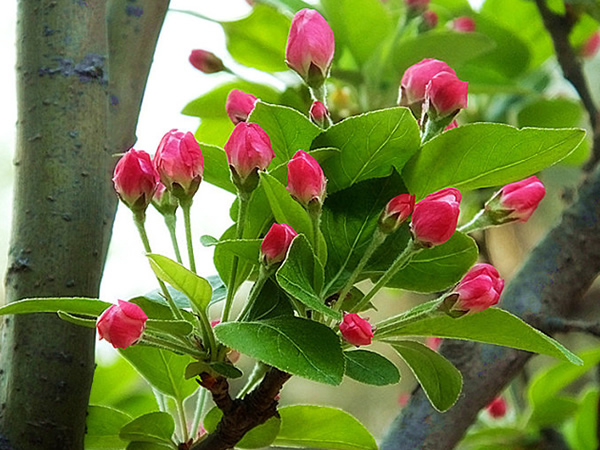 時花3.jpg
