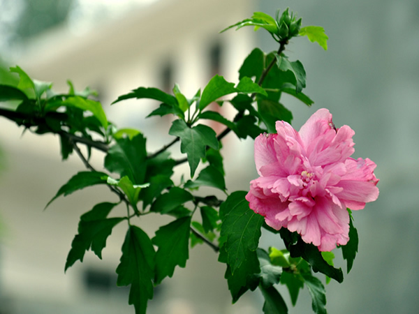 時(shí)花4.jpg