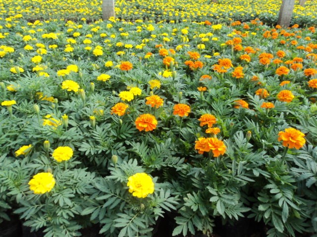 草花3.jpg