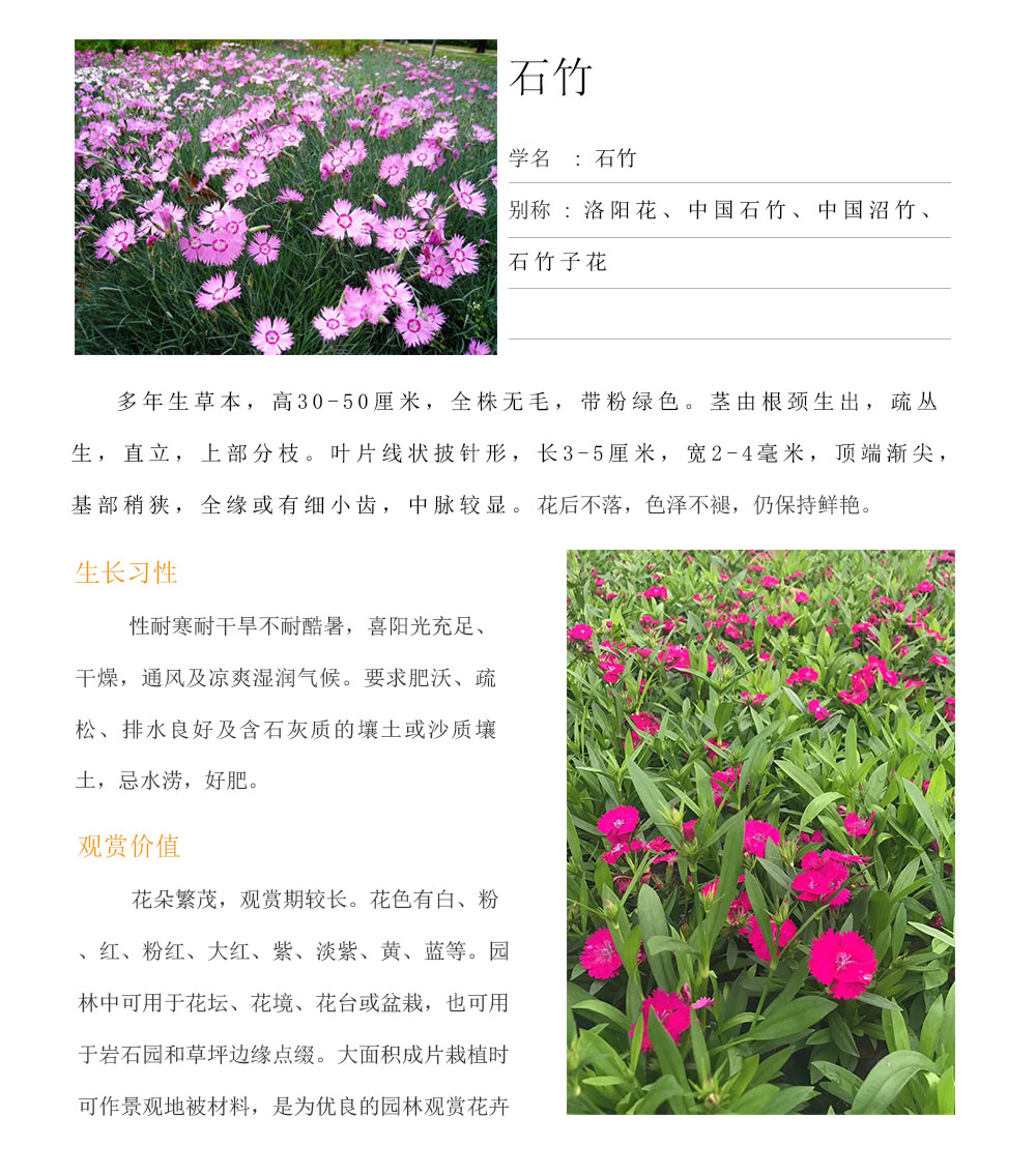 石竹.jpg