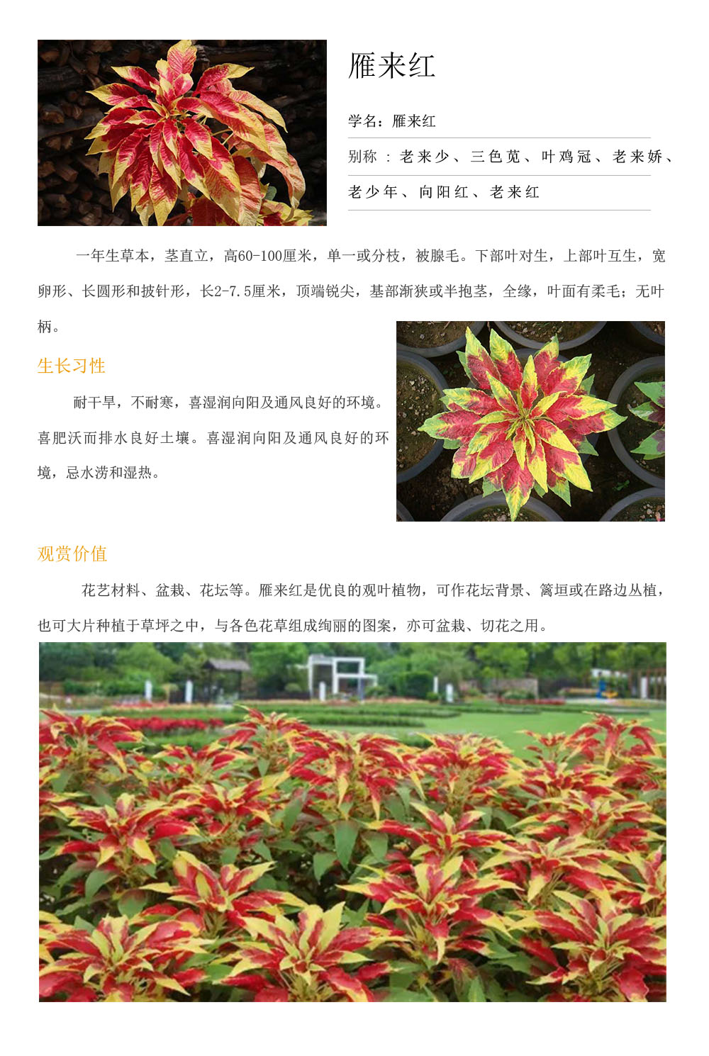 雁來(lái)紅.jpg