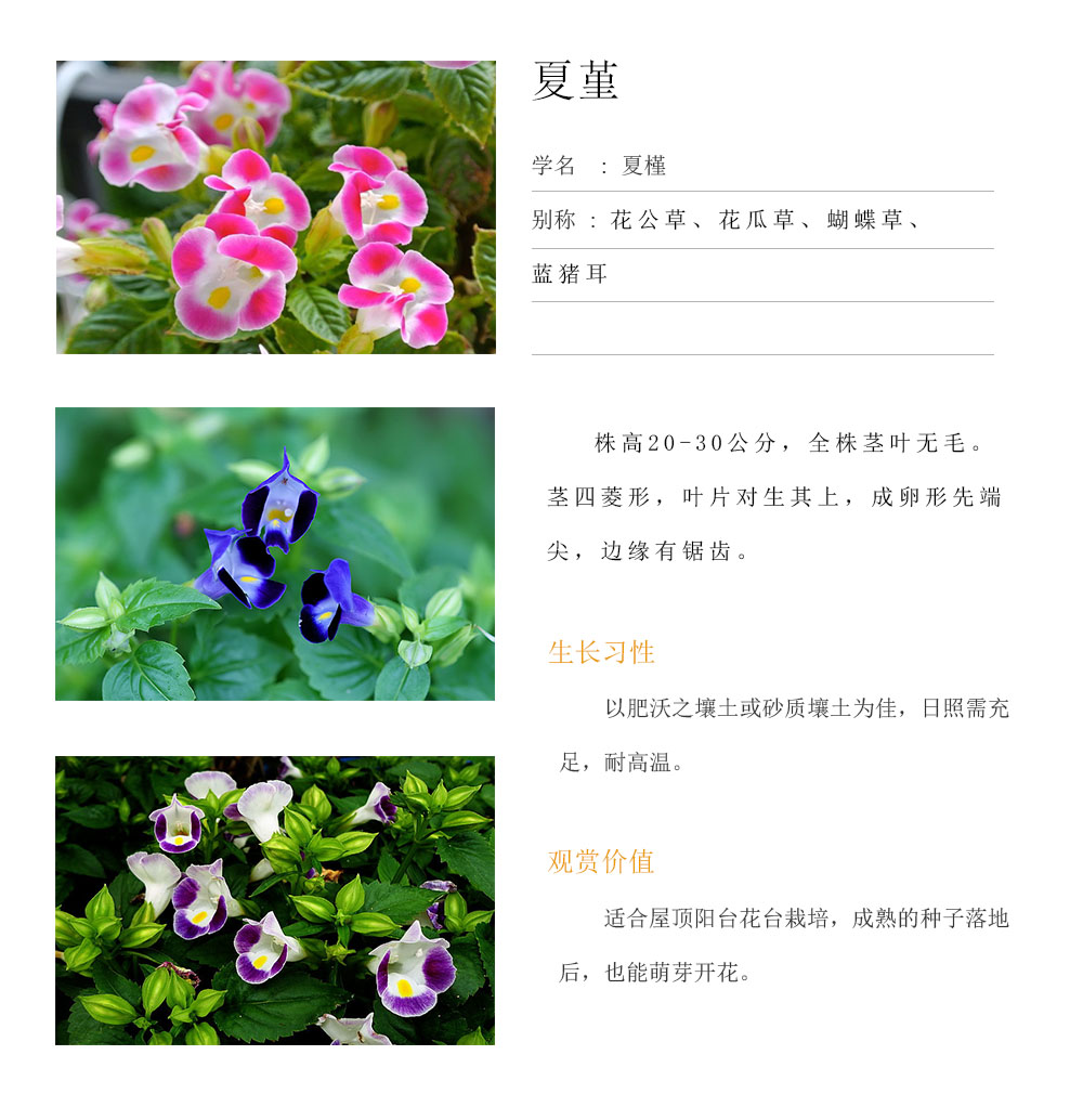 夏堇.jpg