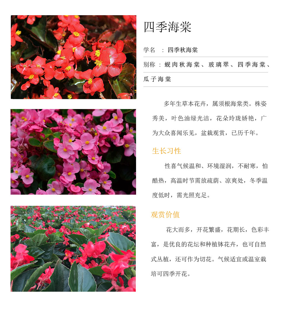 四季海棠.jpg