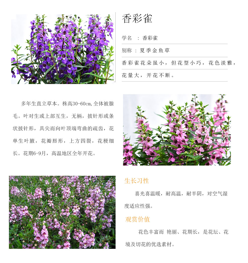香彩雀.jpg