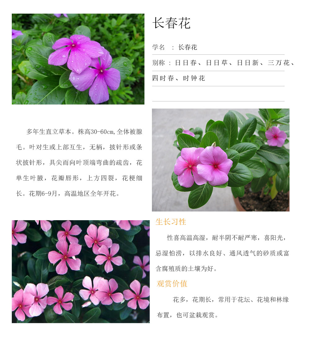 長春花.jpg