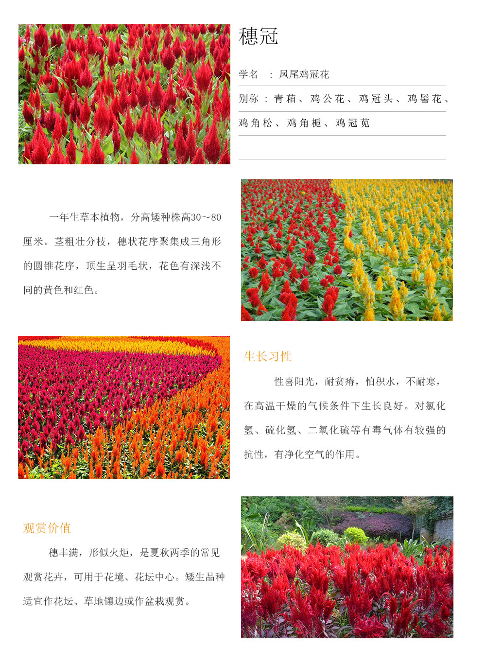 穗冠.jpg