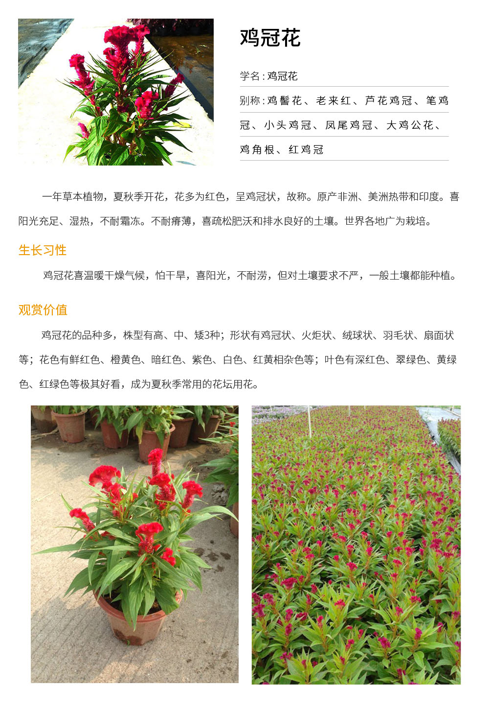 雞冠花.jpg