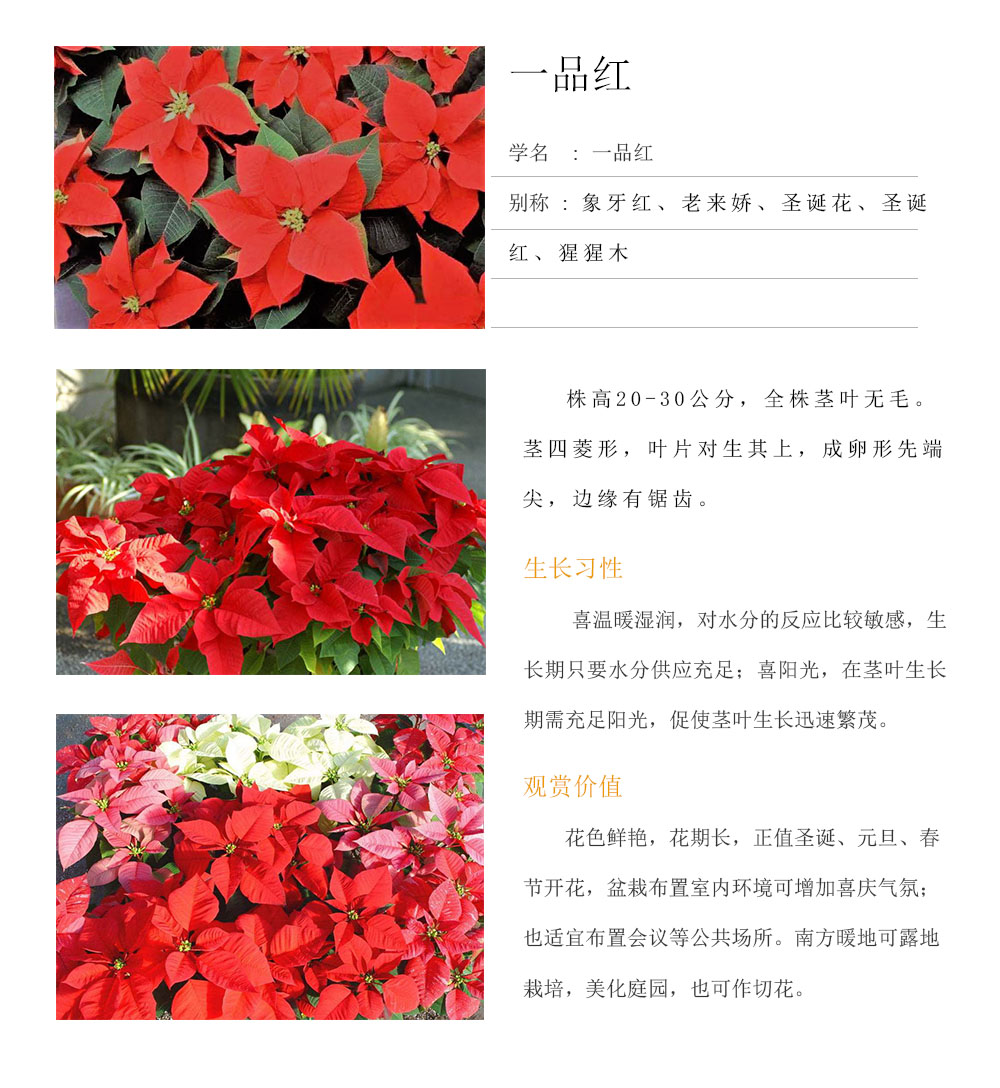 一品紅.jpg