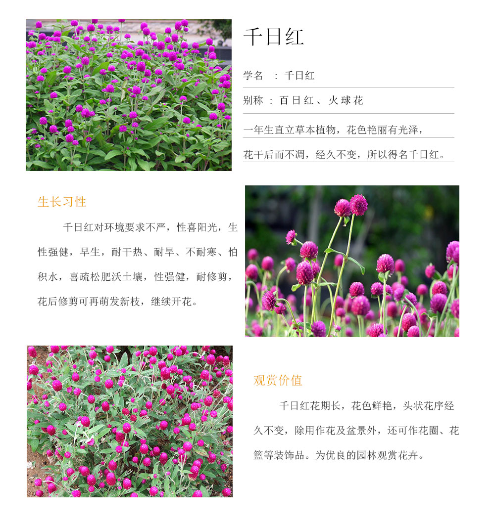 千日紅.jpg
